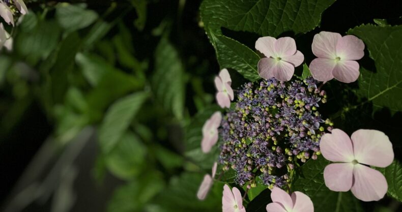 夜紫陽花