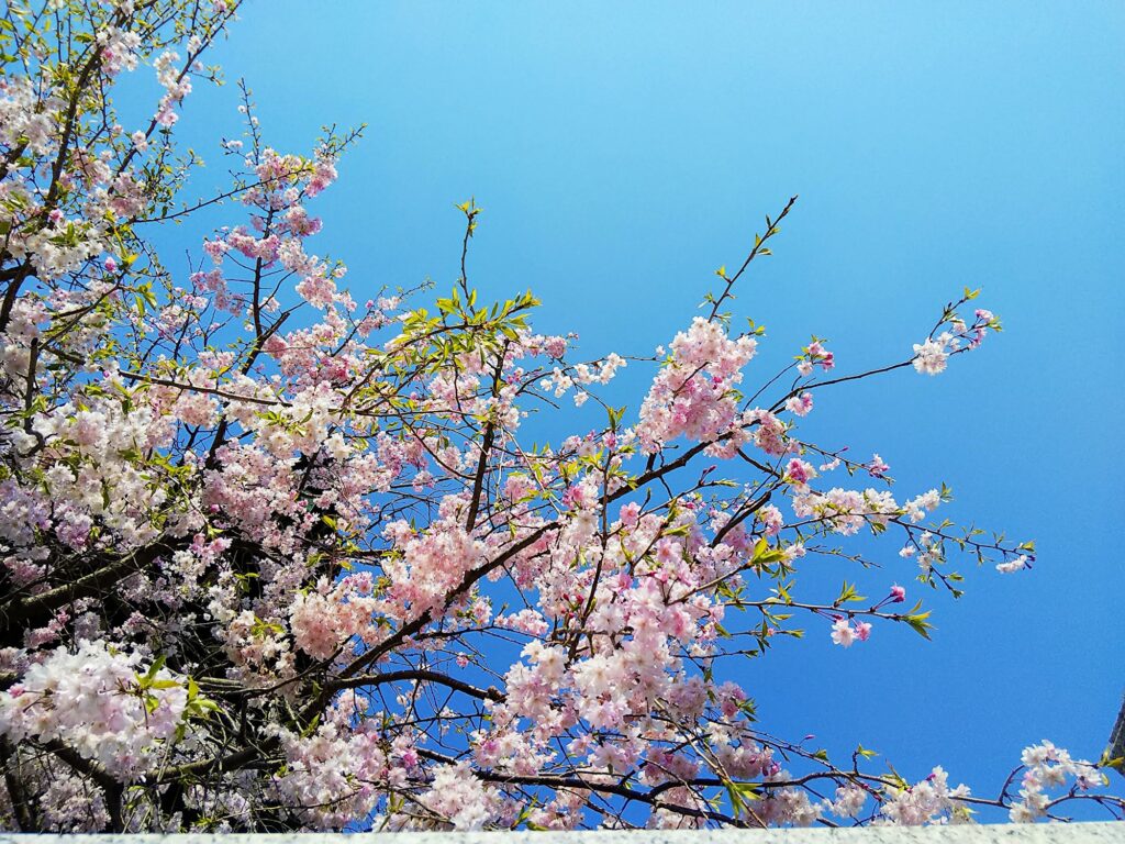 大鐘楼の桜梅