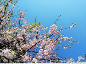 大鐘楼の桜梅