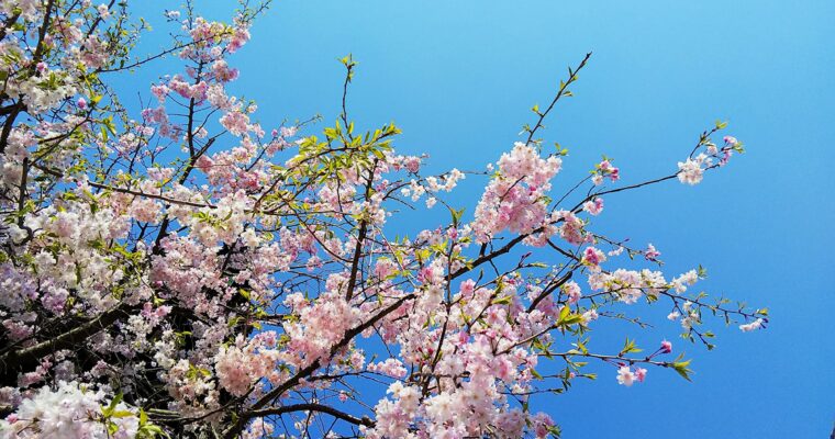 大鐘楼の桜梅