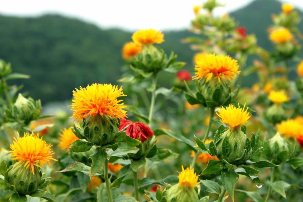 紅花栄 べにばなさかう 葛飾柴又 開運散歩 いつもごきげんに