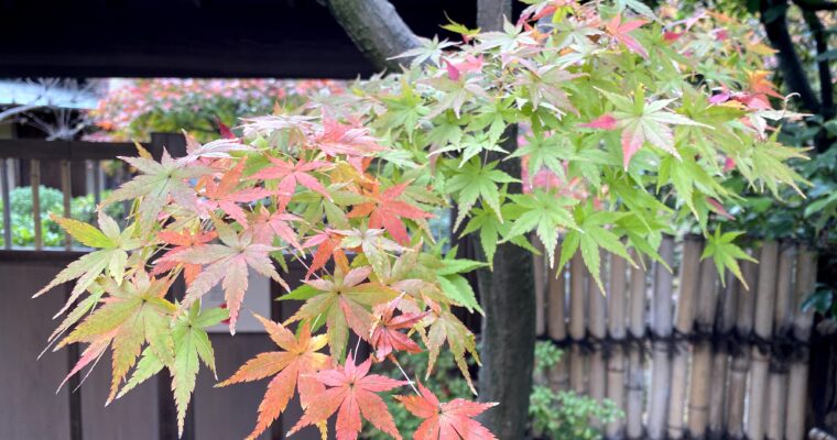 山本亭紅葉