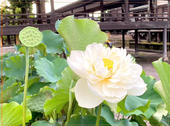 題経寺　白蓮